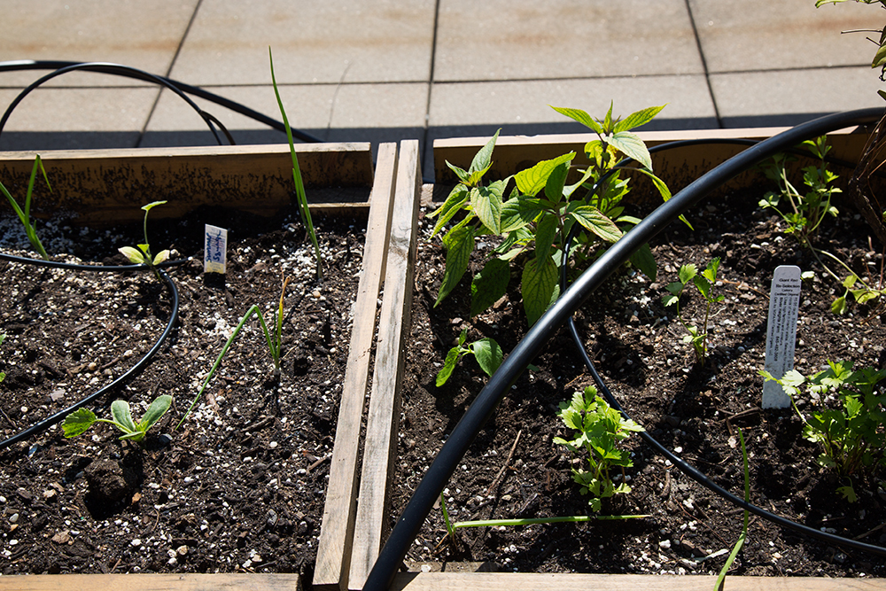 Irrigation: A Triumph – MoMA PS1 Salad Garden