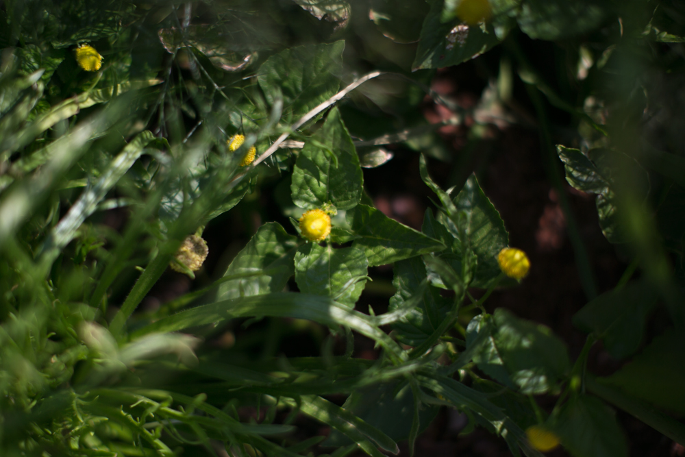 “The Toothache Flower” – MoMA PS1 Salad Garden