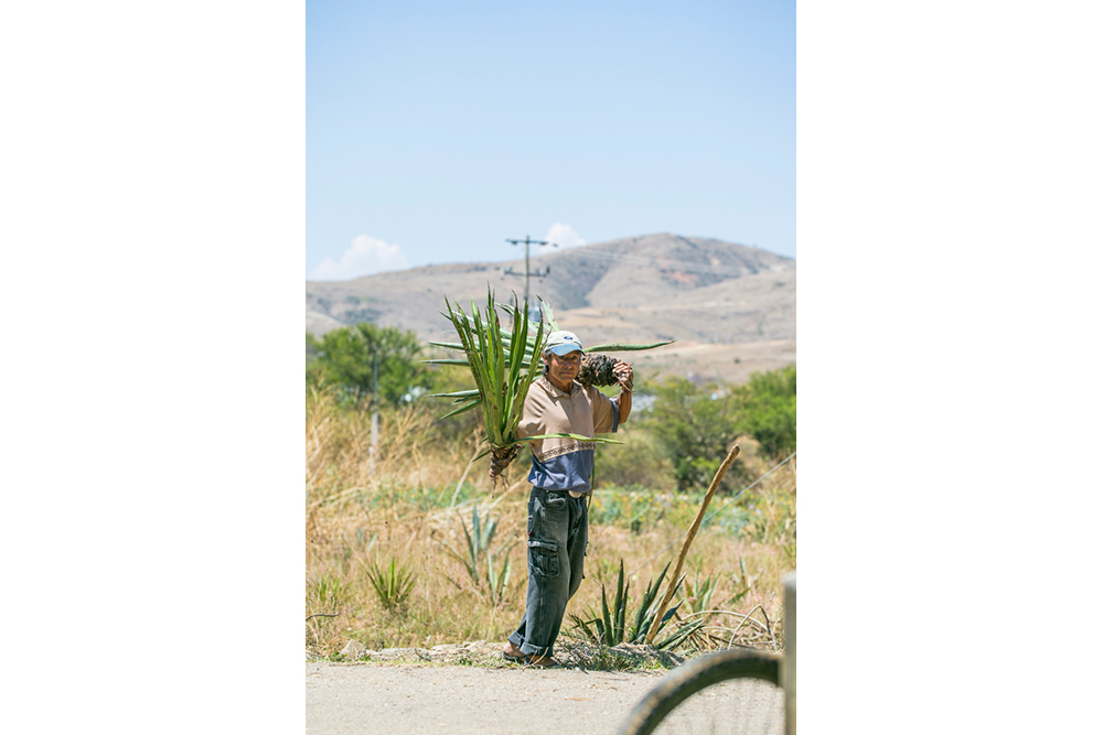 Don Felix – A Master Mezcal Maker in Oaxaca’s Ocotlan Valley