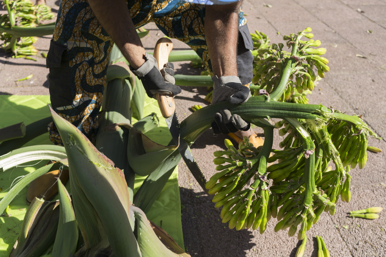 Harvesting Edible Agave Flowers in Texacoco