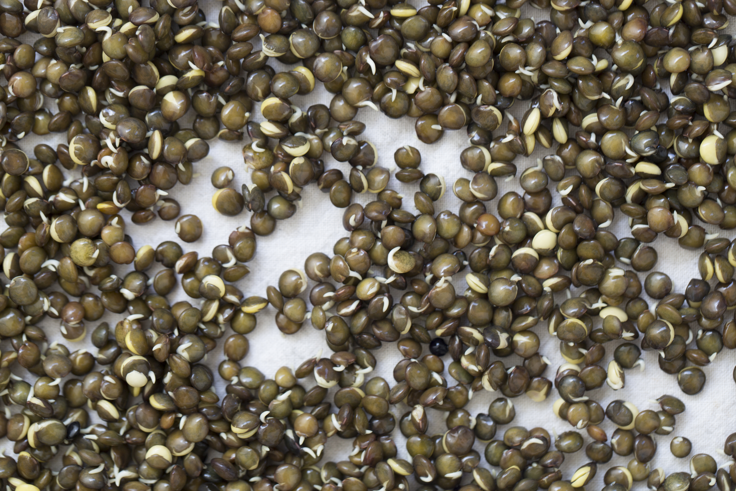 Sprouted Legumes…It’s Something To Do!